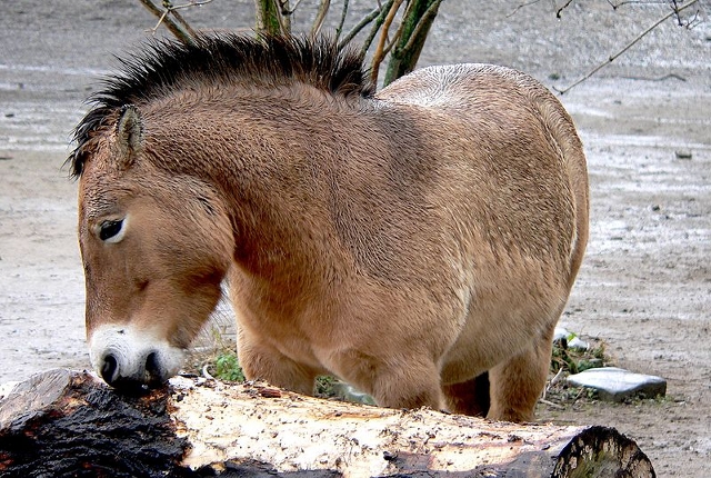 Eine kurze Stehmähne ist für Przewalski-Pferde charakteristisch.