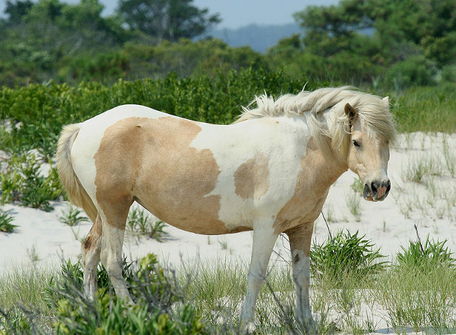 Palomino tobiano