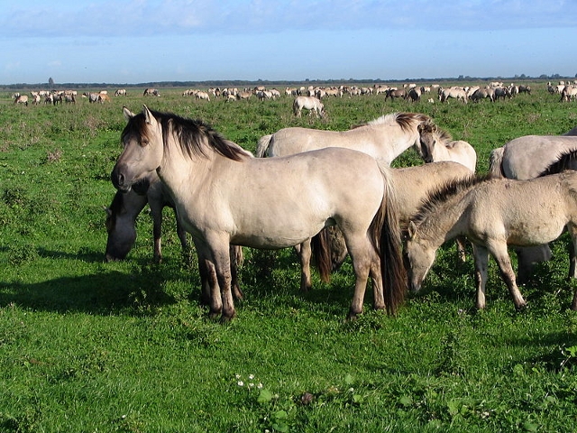 Braunfalbe: Konik