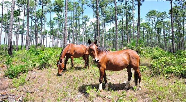 Abaco Wild Horses