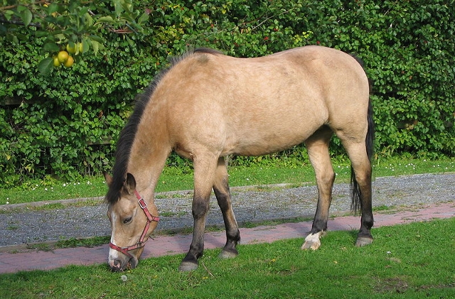 Buckskin Pony