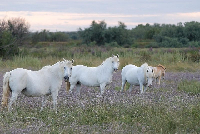 Camargue-Pferde