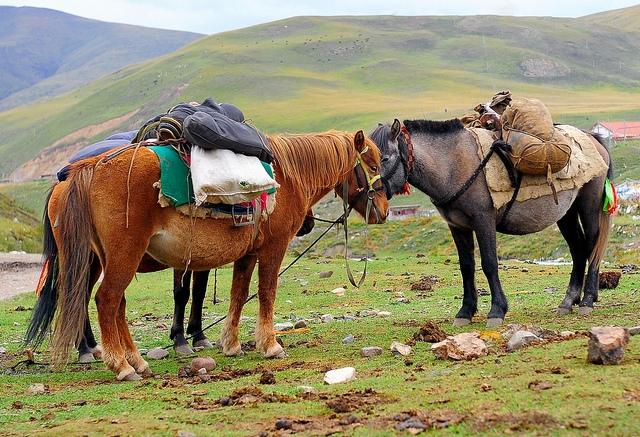 Tibet Pony oder Nanfan