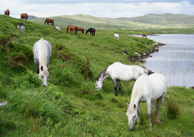 Connemara Pony