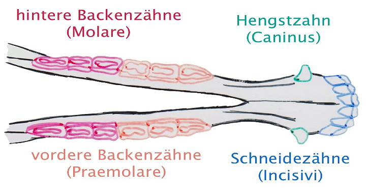 Aufbau des Pferdegebisses im Unterkiefer