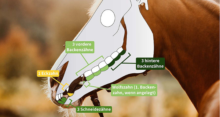 Pferdezähne - schematische Seitenansicht