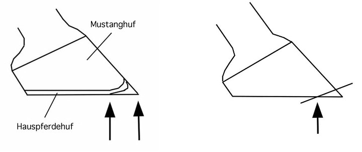 Abrollpunkte und Hufbearbeitung mit markierter Abrollpunkt-Linie
