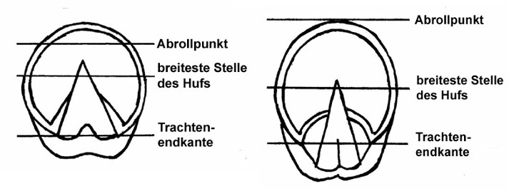 Abrollpunkte und Hufbearbeitung mit markierter Abrollpunkt-Linie