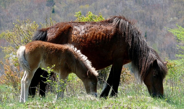 Grayson Highlands Ponys - Virginia USA