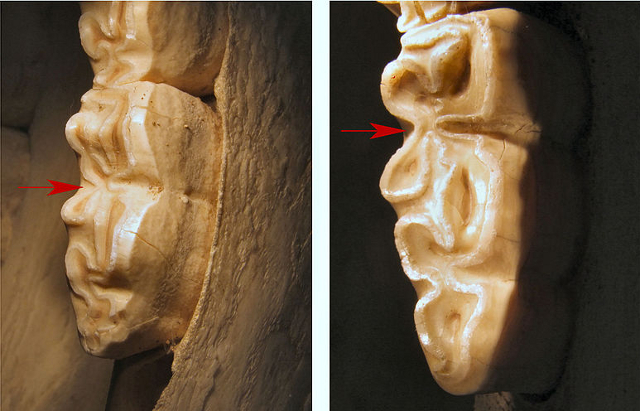 Unterkiefermolaren der Gattung Equus: links Hausesel (stenonin; V-förmig), rechts Hauspferd (caballin; U-förmig)