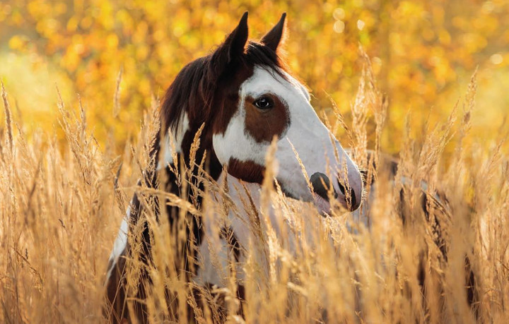 Ein gutes Pferd hat keine Farbe ...