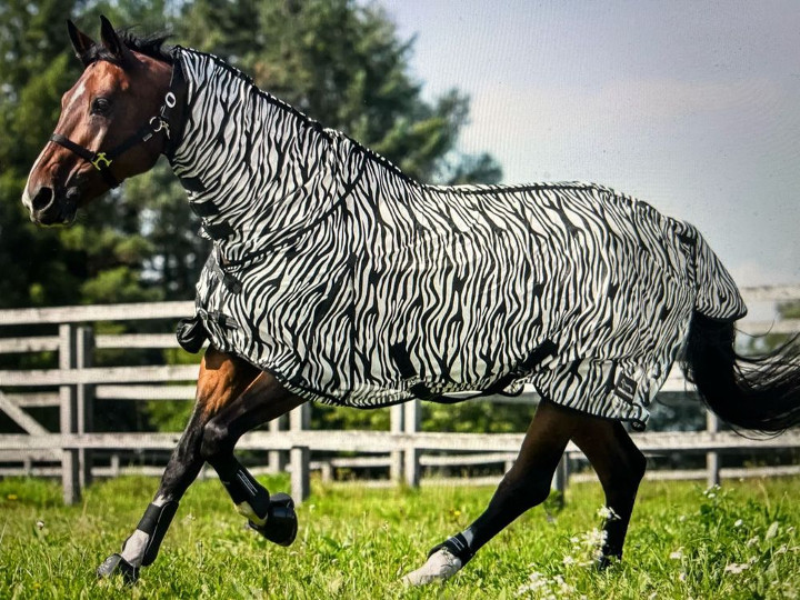 Zebra-Fliegenschutzdecke
