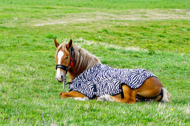 Zebra-Fliegenschutzdecke