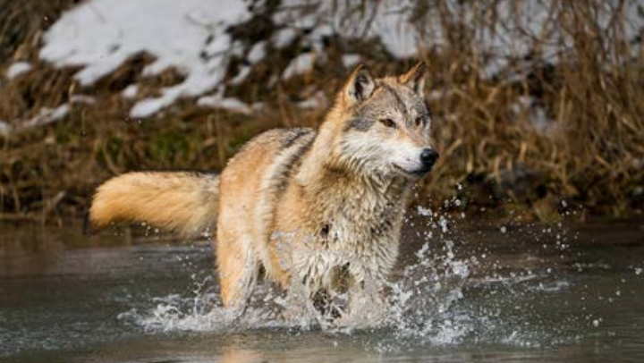 Wölfe können viele Hindernisse und Zäune überwinden